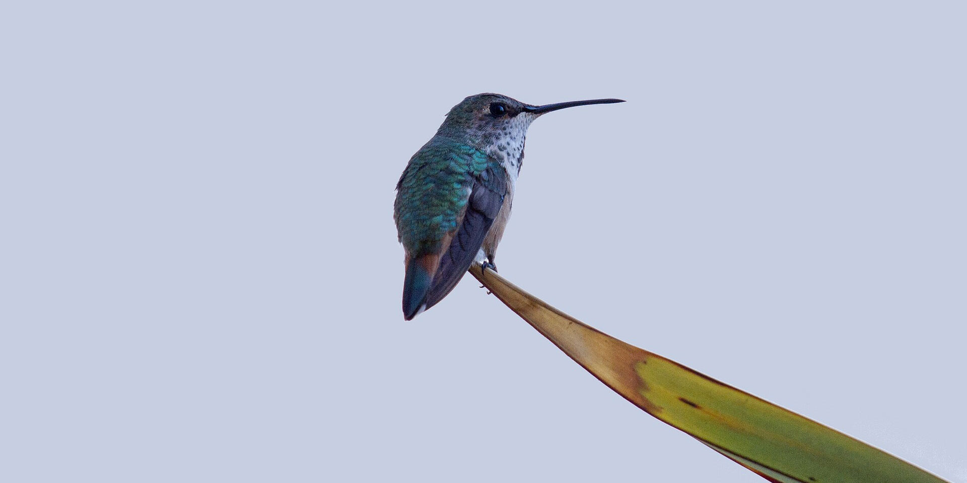 humming-bird-1820752