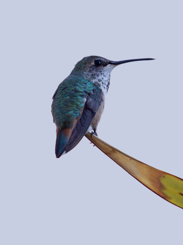 humming-bird-1820752