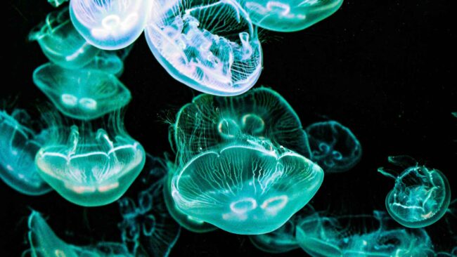 jellyfish-4914197