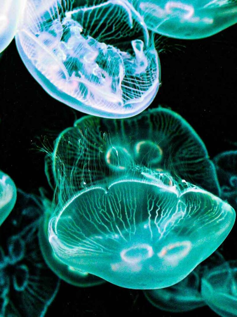 jellyfish-4914197