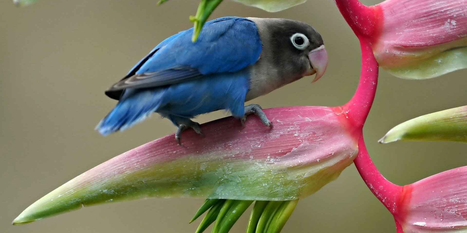lovebird-8244066