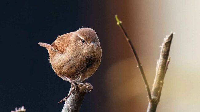 wren-8496039
